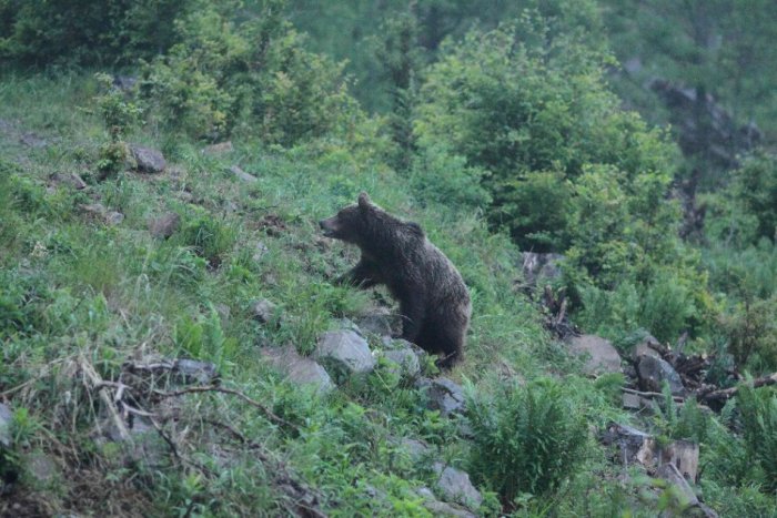 Ilustračný obrázok k článku V Brezne videli medveďa, radnica nabáda k opatrnosti: Mestskí policajti v akcii!