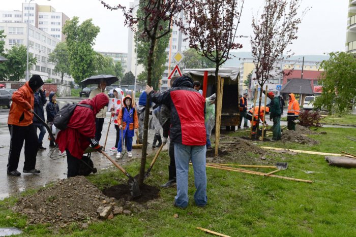 Ilustračný obrázok k článku V uliciach mesta pribudnú stromčeky: Kde sa môžeme tešiť na novú zeleň?