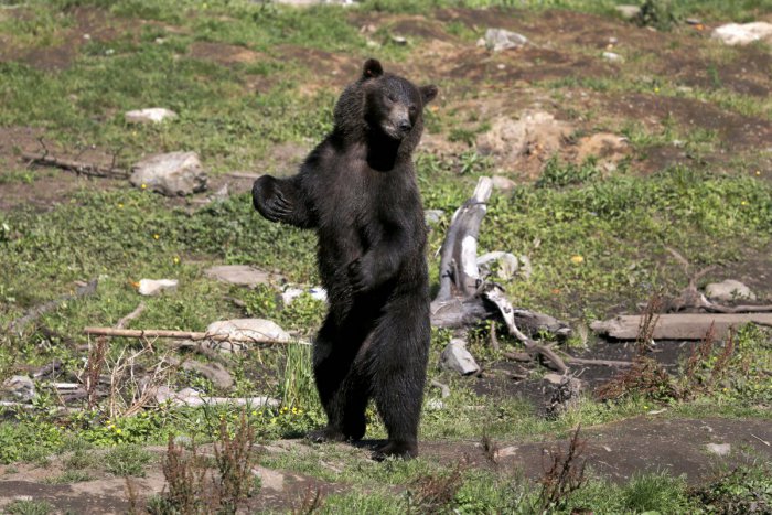 Ilustračný obrázok k článku Muž (37) čelil mrazivému ataku: Zaútočil na neho medveď!