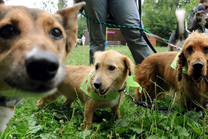 Ilustračný obrázok k článku V Bystrici žijú tisícky psíkov. Poznáme 10 ulíc, na ktorých je najviac brechotu