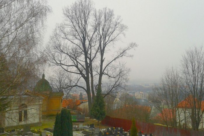 Ilustračný obrázok k článku FOTO: Obvod kmeňa 503 cm, výška 26 m a vek.. Priamo v centre Bystrice rastie strom hodný obdivu!