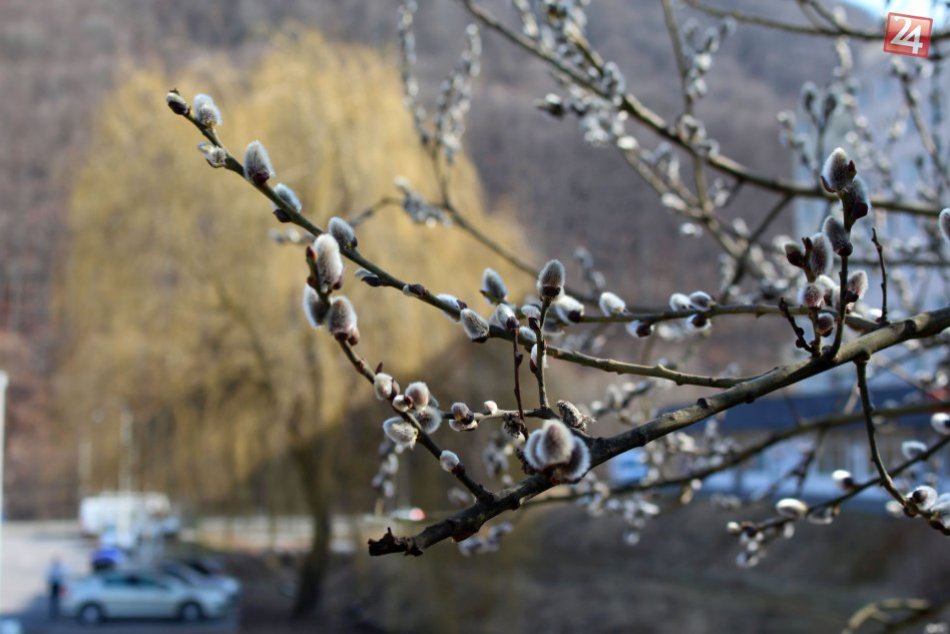 V OBRAZOCH: Krása jari v uliciach Bystrice. Sídliská zaplnili snežienky a prvosi