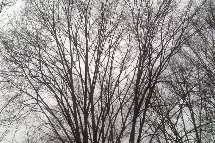 Ilustračný obrázok k článku Vyčíňanie počasia v Bystrici: Silné vetrisko vyvracalo stromy