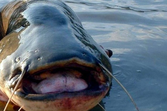 Ilustračný obrázok k článku Rekordné úlovky bystrických rybárov: 36-kilový sumec aj metrová šťuka!