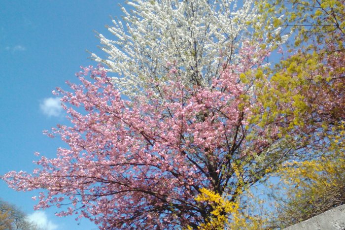 Ilustračný obrázok k článku Krásny úkaz v centre Bystrice: Korunu stromu zdobia dvojfarebné kvety FOTO