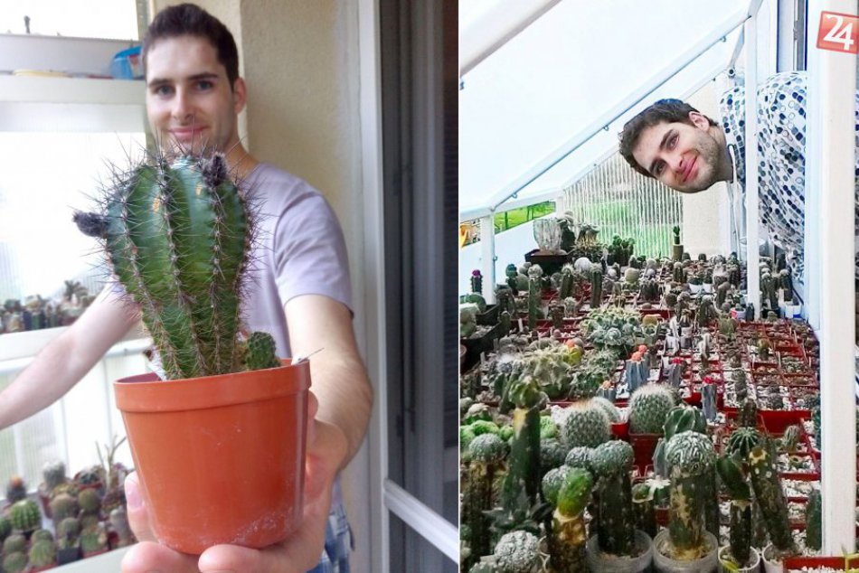 Ilustračný obrázok k článku FOTO: Bystričan Martin má poriadne pichľavé hobby. V byte pestuje 1000 kaktusov