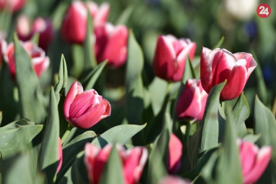 Ilustračný obrázok k článku Primátora Noska čaká nevšedná aktivita. V bystrickom parku popolieva tulipány