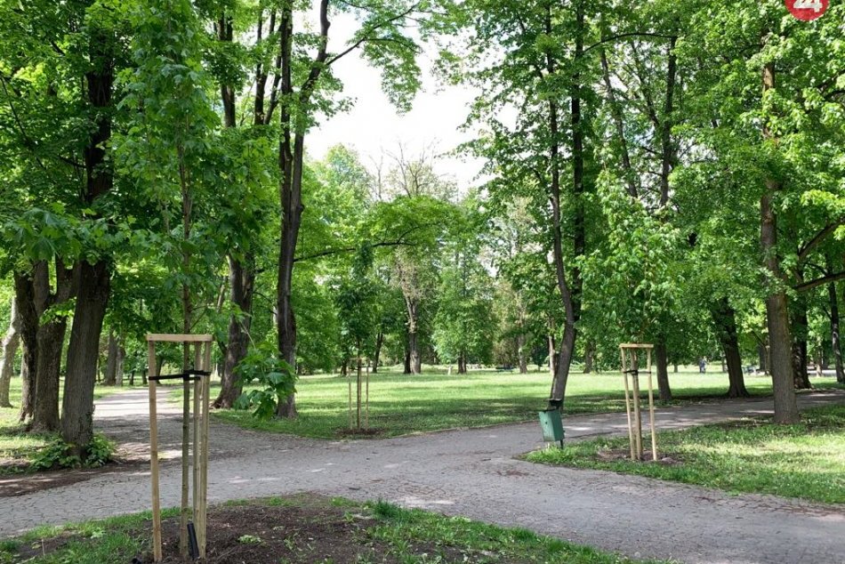Ilustračný obrázok k článku V Mestskom parku pribudli desiatky nových stromov za staré, ktoré vyrúbali, FOTO