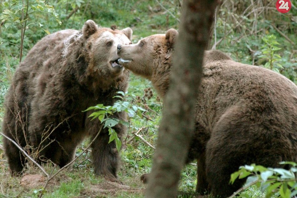 Ilustračný obrázok k článku Odborník prehovoril o strete s medveďom pri Bystrici: Čo zistil zásahový tím?