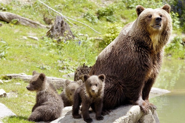 Ilustračný obrázok k článku Chvíle hrôzy na Poľane: Na turistu zaútočila medvedica