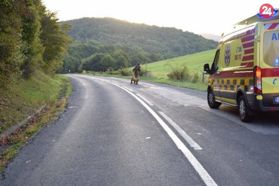 Ilustračný obrázok k článku Nešťastie pri Bystrici: Motorkárovi do cesty náhle vbehol srnec, FOTO