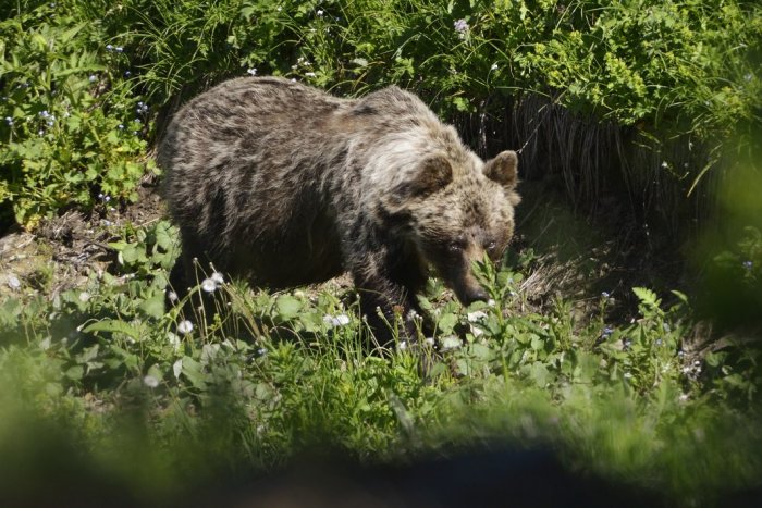 Ilustračný obrázok k článku Bystričania opísali hrozivé okamihy: Na Nikolu s priateľmi vybehla medvedica