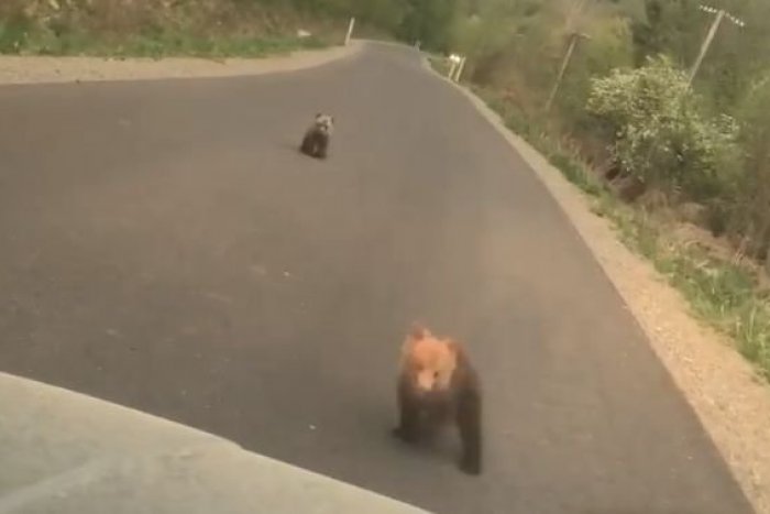 Ilustračný obrázok k článku Neuveriteľné, čo sa udialo pri Hrochoti: Odvážne medvieďa sa postavilo autu, VIDEO