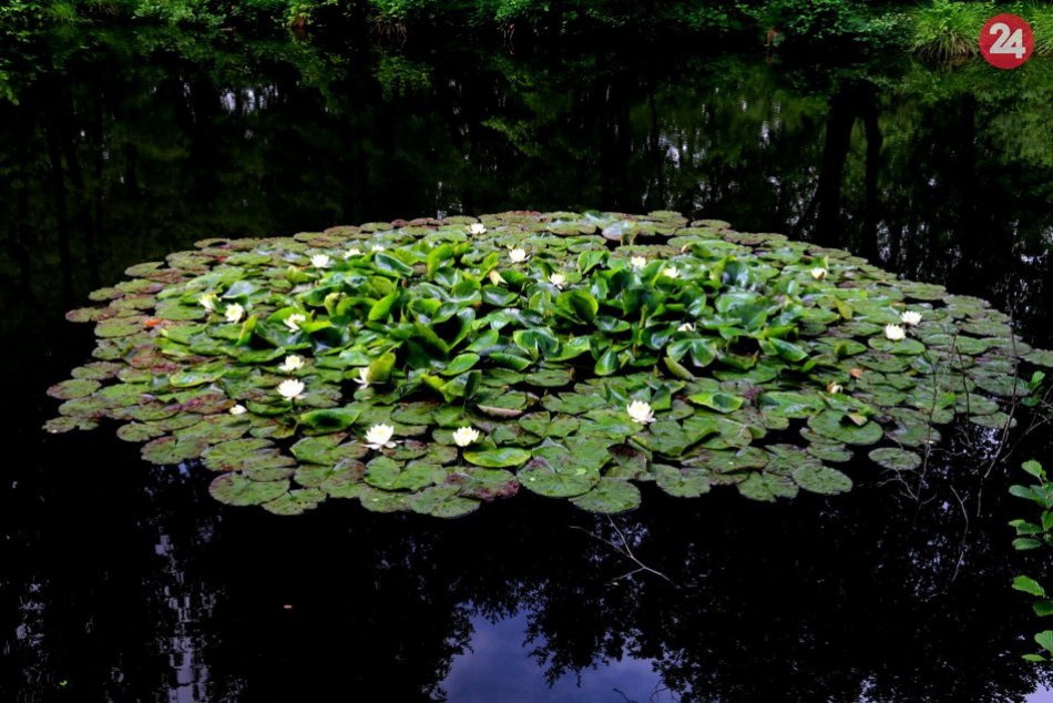 Ilustračný obrázok k článku Nádhera na FOTKÁCH: Pán Vilém (71) zachytil krásy bystrického rybníka