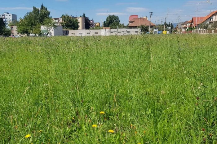 Ilustračný obrázok k článku Ani dážď veľmi nepomohol: Peľových zŕn tráv je v Bystrici najviac na m3