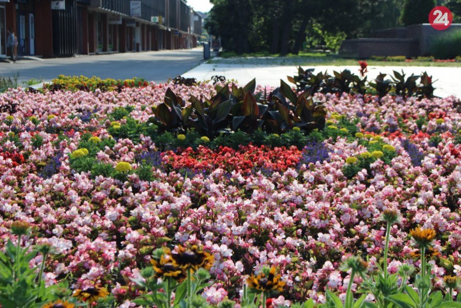 Ilustračný obrázok k článku Bystričania, pokochajte sa: Letné kvety zdobia centrum aj Kremničku, FOTO