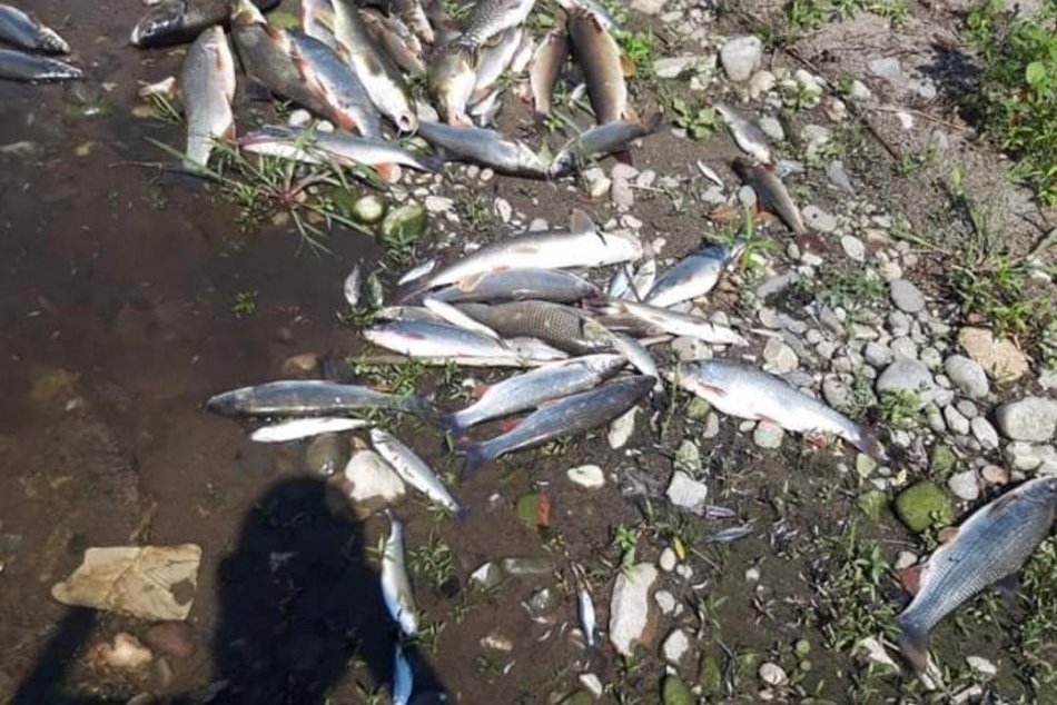 Ilustračný obrázok k článku Ryby sa vo vode začali dusiť: TOTO spôsobilo ekologickú katastrofu na Hrone, VIDEO