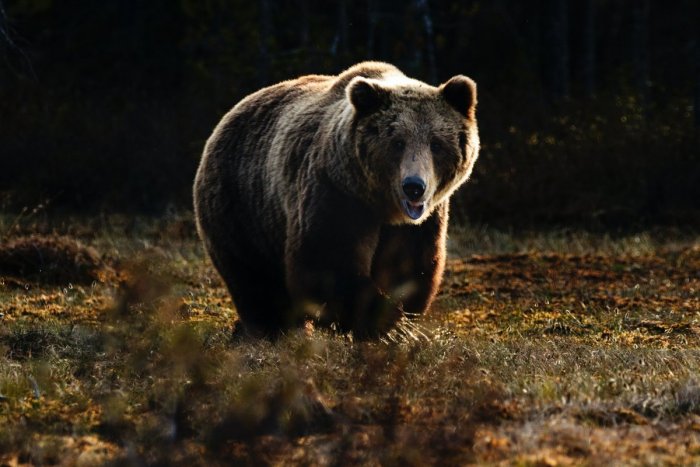 Ilustračný obrázok k článku Hrozivý ÚTOK medvedice v Banskobystrickom kraji: Na lesníka sa vrhla odzadu, AKO k tomu došlo?