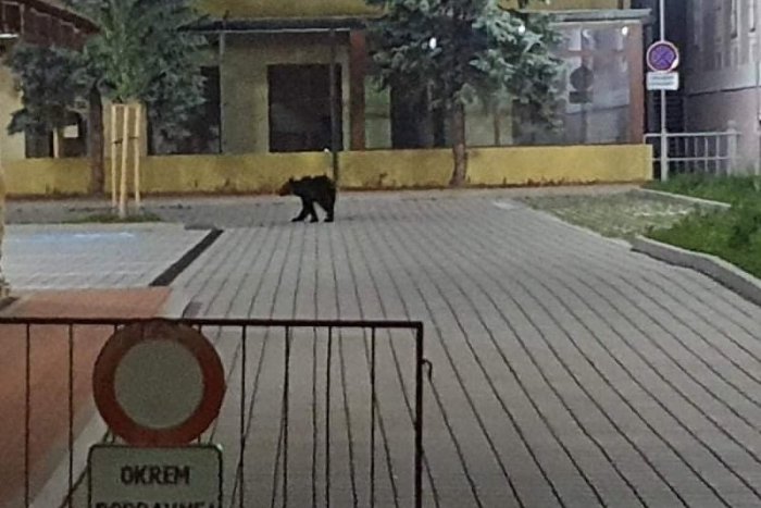 Ilustračný obrázok k článku Medvede VYDESILI ľudí v ďalšom meste: Čo robila ŠELMA na detskom ihrisku!?