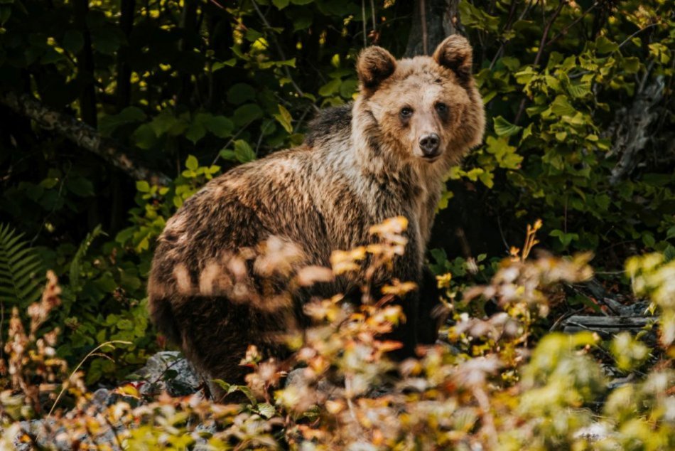 Ilustračný obrázok k článku Postrelenú medvedicu pod Poľanou stále NENAŠLI: V akcii sú ochranári aj poľovníci