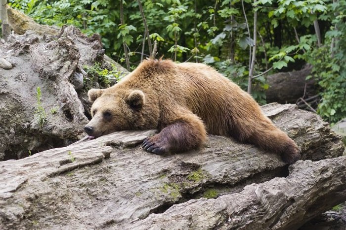 Ilustračný obrázok k článku Usmrtenie problémovej medvedice NEVYŠLO: Do lesa ušla postrelená!