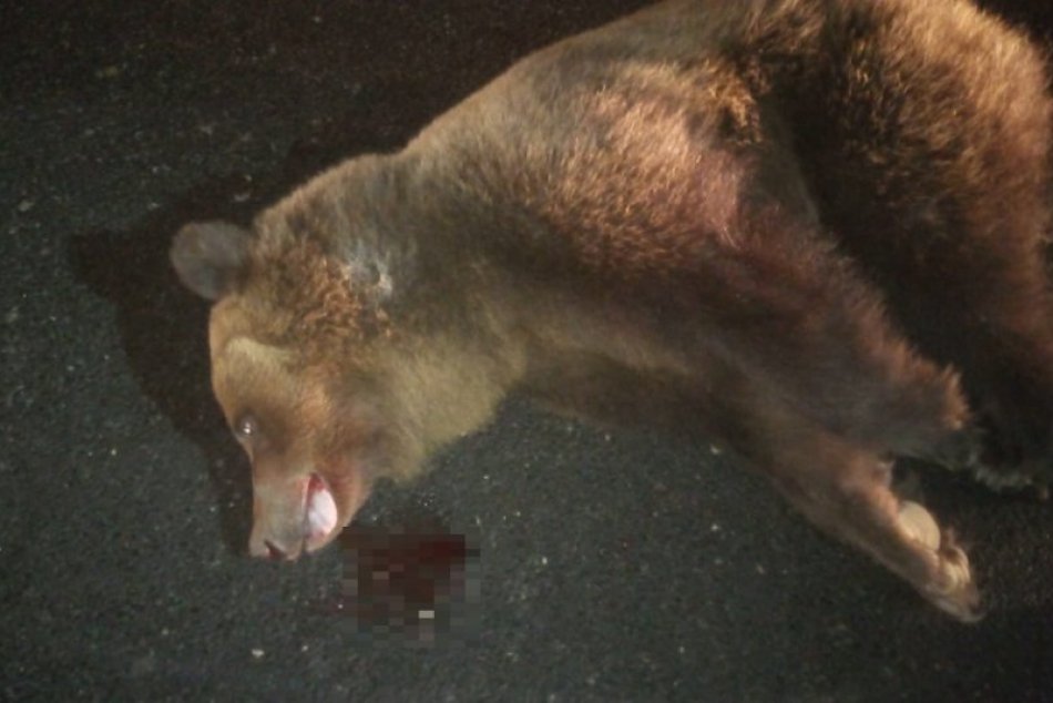 Ilustračný obrázok k článku Po zrážke medveďa zareagovali aj ochranári: Poukázali na význam zelených riešení, FOTO