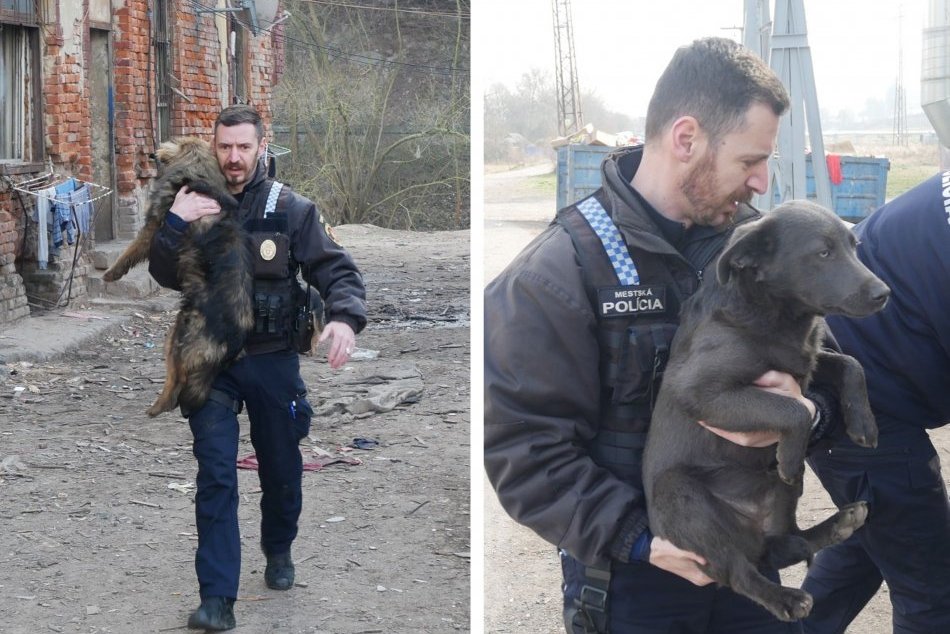 Ilustračný obrázok k článku Zásah v uliciach Zvolena: Mestskí policajti odchytili viacero túlavých psov, FOTO