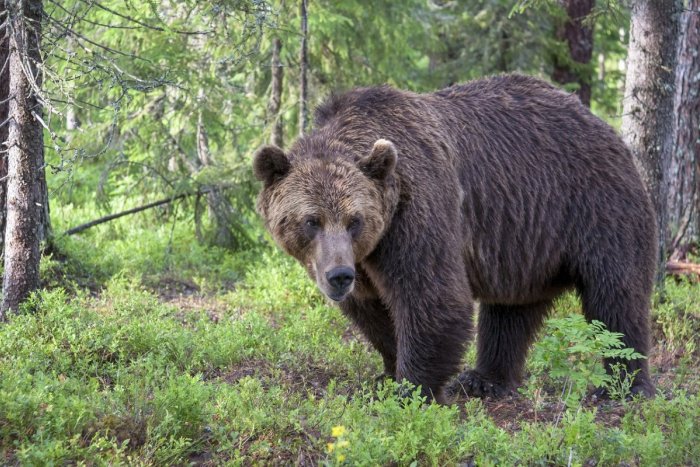 Ilustračný obrázok k článku Horehronská obec VARUJE pred medveďom: Ukázal sa neďaleko školy