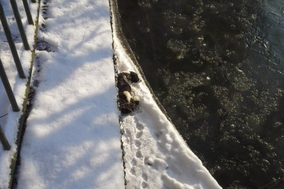 FOTO: Záchrana psíka z ľadovej kryhy v Hrone