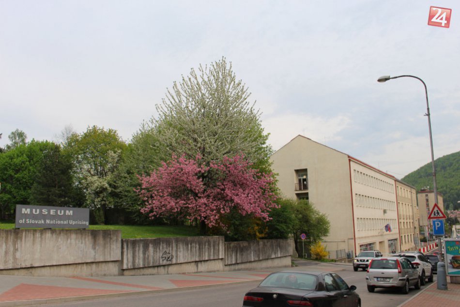 V OBRAZOCH: V centre Bystrice rozkvitol dvojfarebný strom
