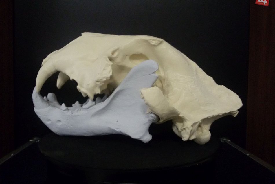 V OBRAZOCH: Rekonštrukcia kostry jaskynného leva pomocou 3D tlače