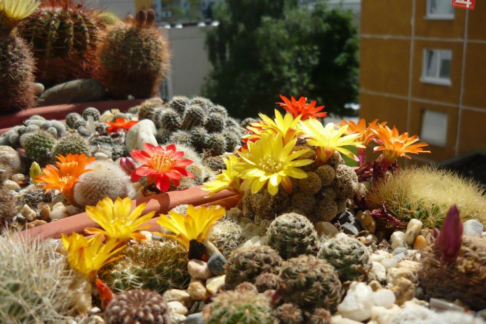 V OBRAZOCH: Mladý Bystričan má obdivuhodnú zbierku kaktusov