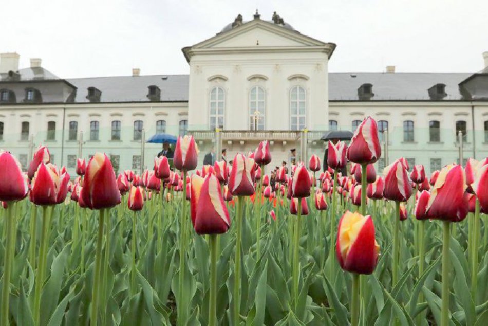 V meste pribudne 1000 kusov špeciálne vyšľachteného tulipánu