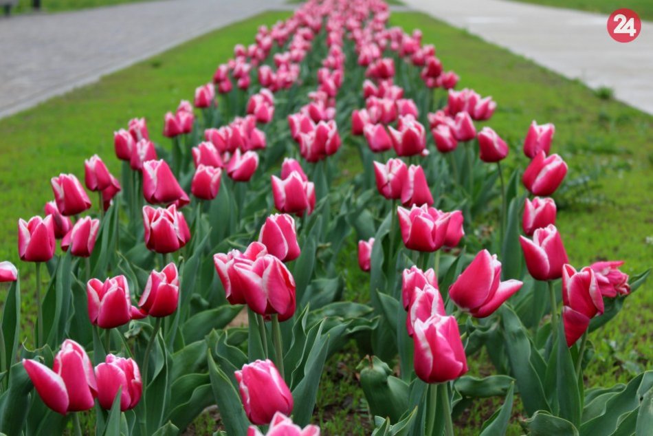 V OBRAZOCH: V bystrickom parku kvitne 1000 tulipánov. Pozrite na tú nádheru