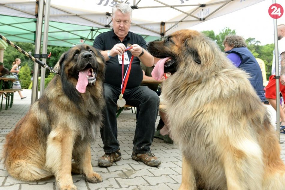 V OBRAZOCH: Plemená psov, ktoré v Bystrici nemajú páru