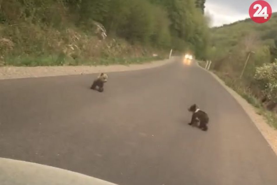 V OBRAZOCH: Odvážne medvieďa sa rozbehlo oproti autu