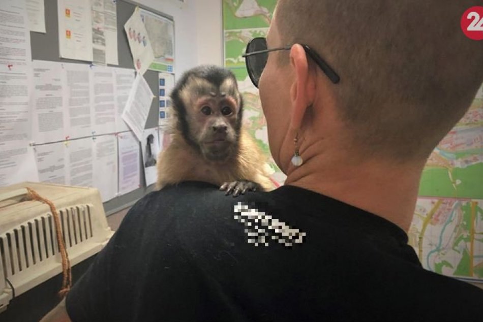 V OBRAZOCH: Stratená opička sa v Bystrici vrátila majiteľke