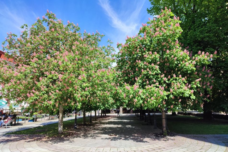 V OBRAZOCH: V Bystrici krásne rozkvitli aleje aj stromoradia